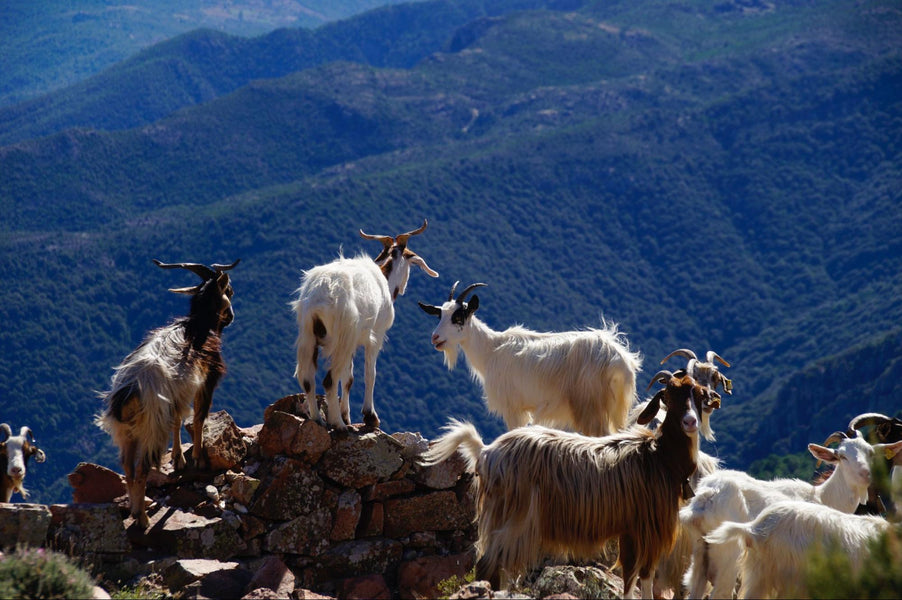 Goat Health: Common Health Issues and How to Prevent Them