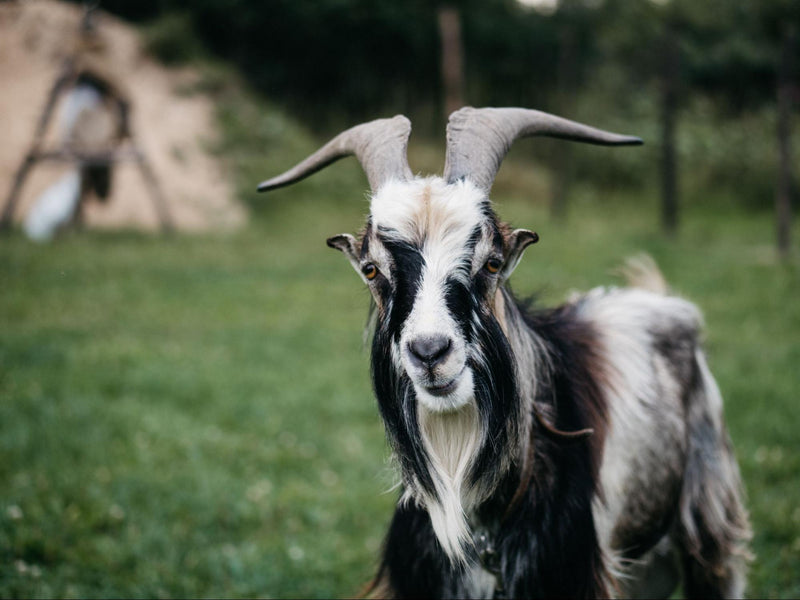 Goat Yoga: The Unconventional, Fun Twist on Your Yoga Flow