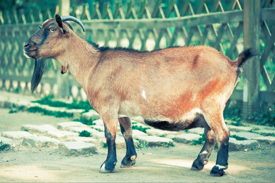 How to Shear a Goat: A Beginner's Guide