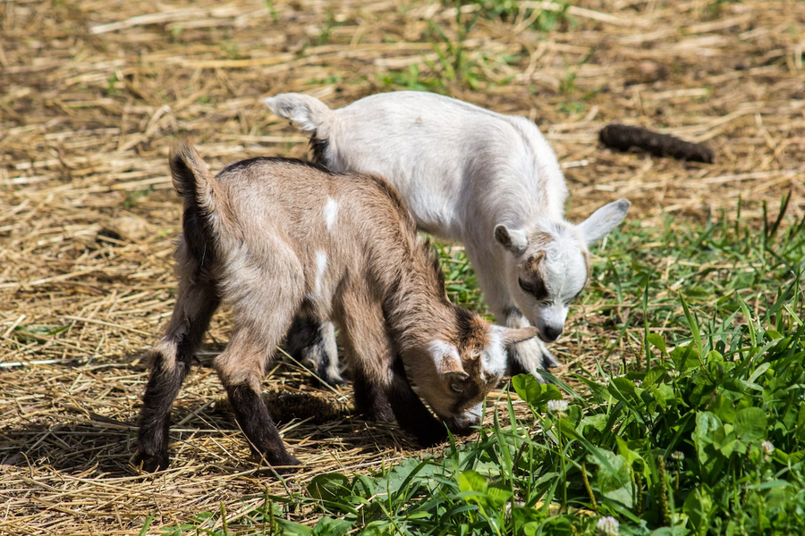 How To Tell If A Baby Goat Is Hungry: 5+ Ways To Know Your Kid Wants Food!
