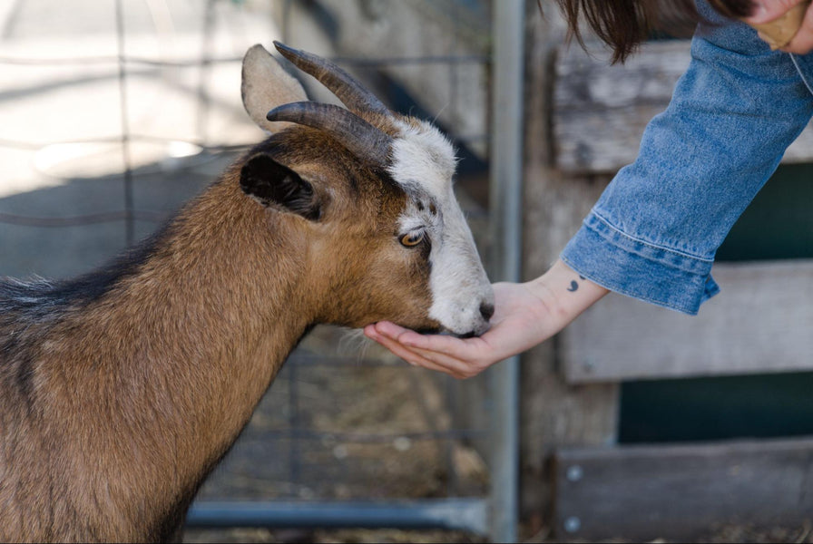 Protein For Goats: What You Need to Know About Goat Nutrition