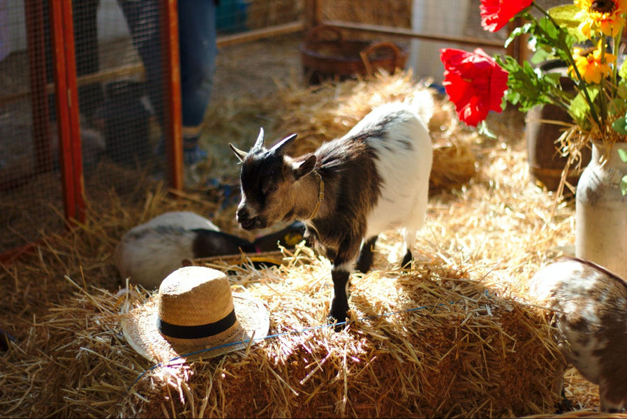Raising Baby Goats: A Guide to Nurturing and Caring for Your Goat Kids