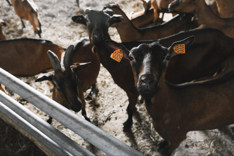The Best Goat Breeds for Small-Scale Farming