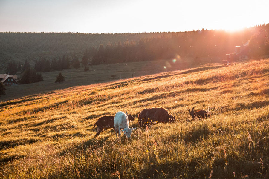 Goats are the G.O.A.Ts of Sustainable Agriculture