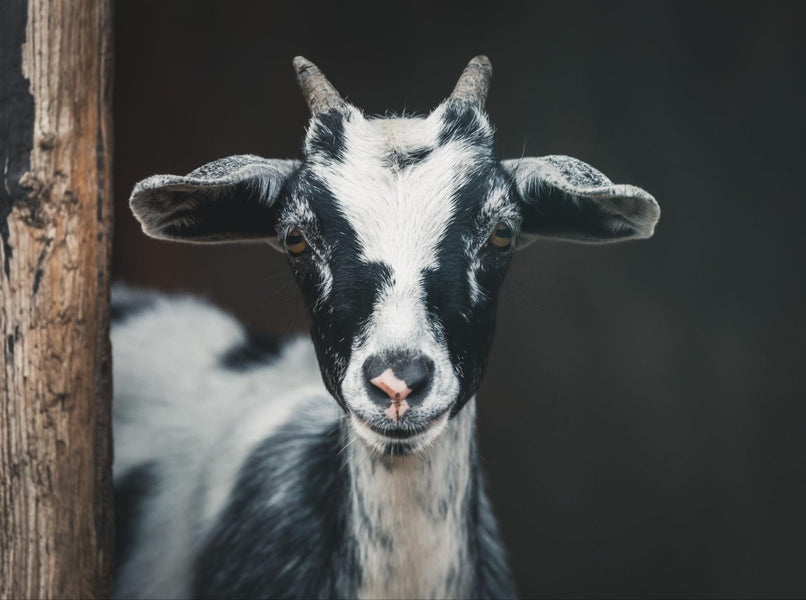 Understanding the Distinctions: Male vs. Female Goats