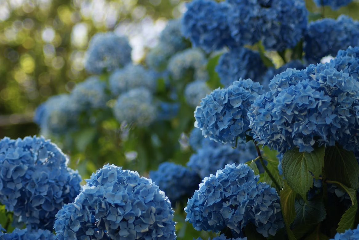 Goats and Hydrangeas Can They Coexist or Should You Beware the