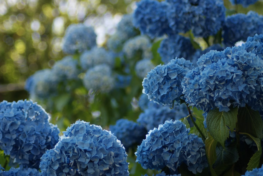 Goats and Hydrangeas: Can They Coexist or Should You Beware the Bloom?