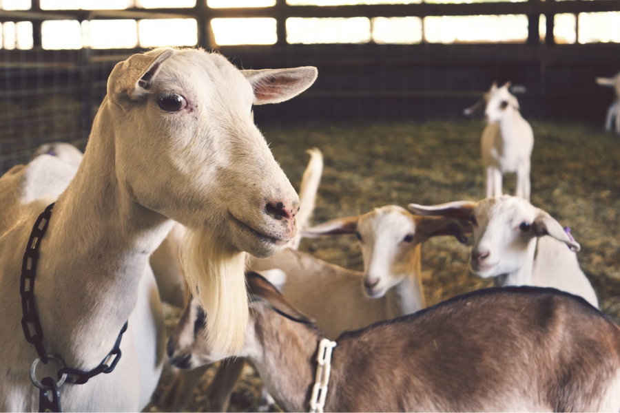 Crackin' Up: Can Goats Really Eat Cracked Corn?