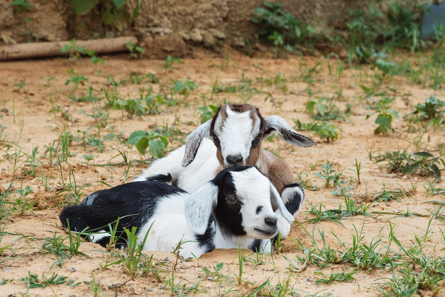 Fleas-tered Goats: Can These Hardy Animals Get Fleas?