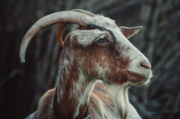 Horn or Not to Horn: The Mystery of Goat Horns Explained!