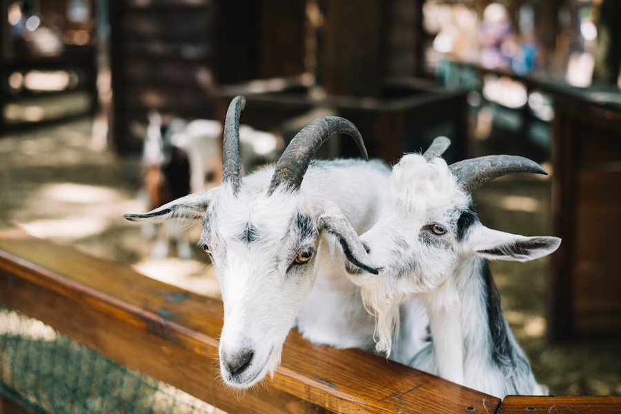 Goats and Metal: Separating Fact from Fiction!