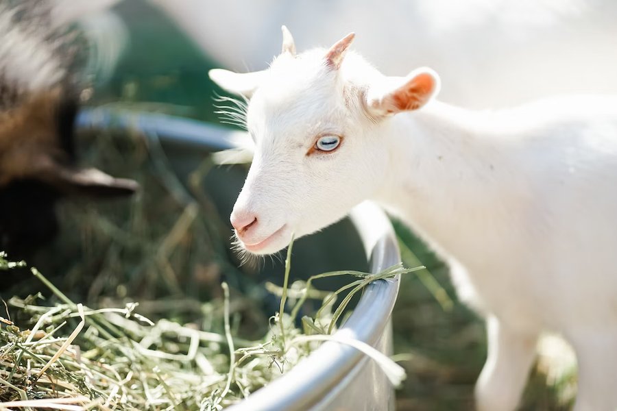 The G.O.A.T.s of Weed Control: Can Goats Really Eat Poison Ivy?