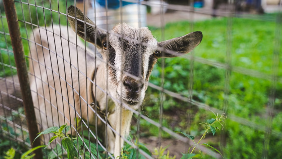 Zapping the Way to Happy Goats: The Magic of Electric Fencing for Your Herd