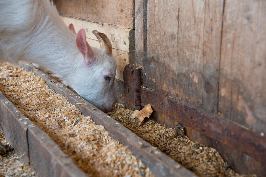 The Ups and Downs of Goat Life: Advantages and Disadvantages of Raising Goats