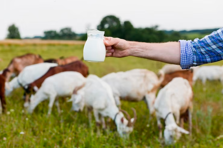 Is Goats Milk Lactose-Free? Good News & Bad News