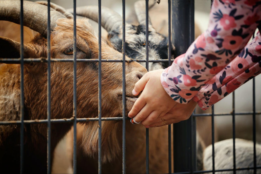 Building A Bond With Your Goat: Goat Training Tips in a Positive Way