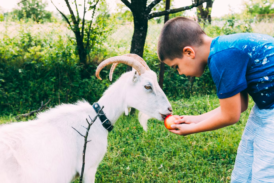 Can Goats Eat Apples? An Apple A Day Keeps The Goat Doctor Away