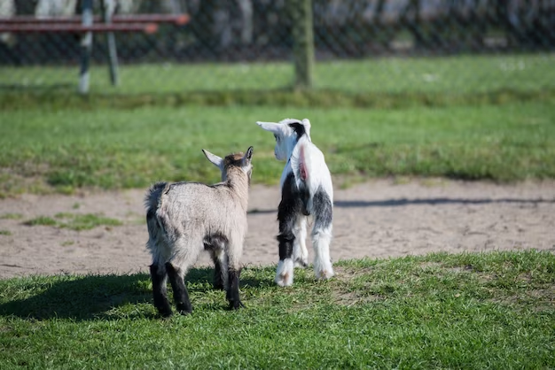 How Long do Nigerian Dwarf Goats Live