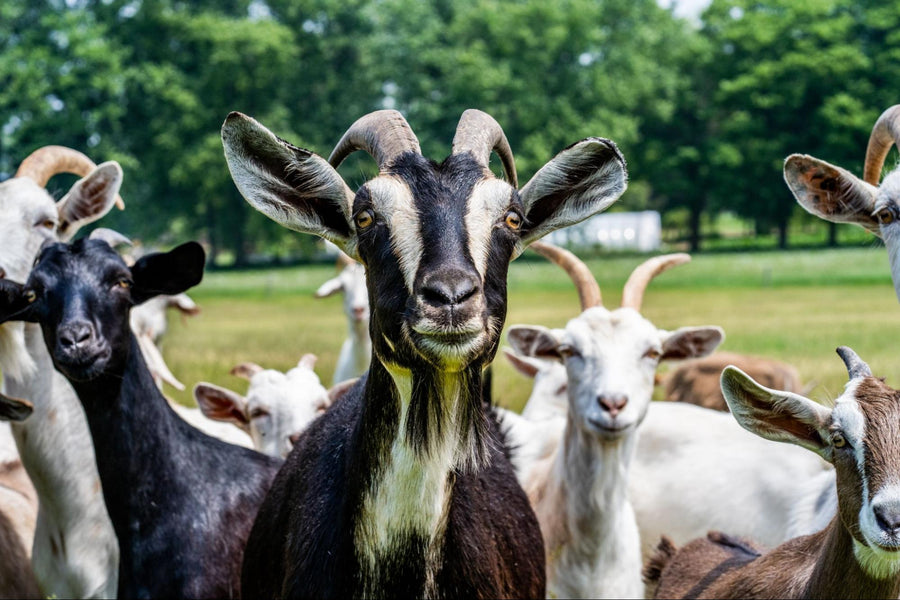 Sharing the Secret Behind the Magic of Goat Milk Soap