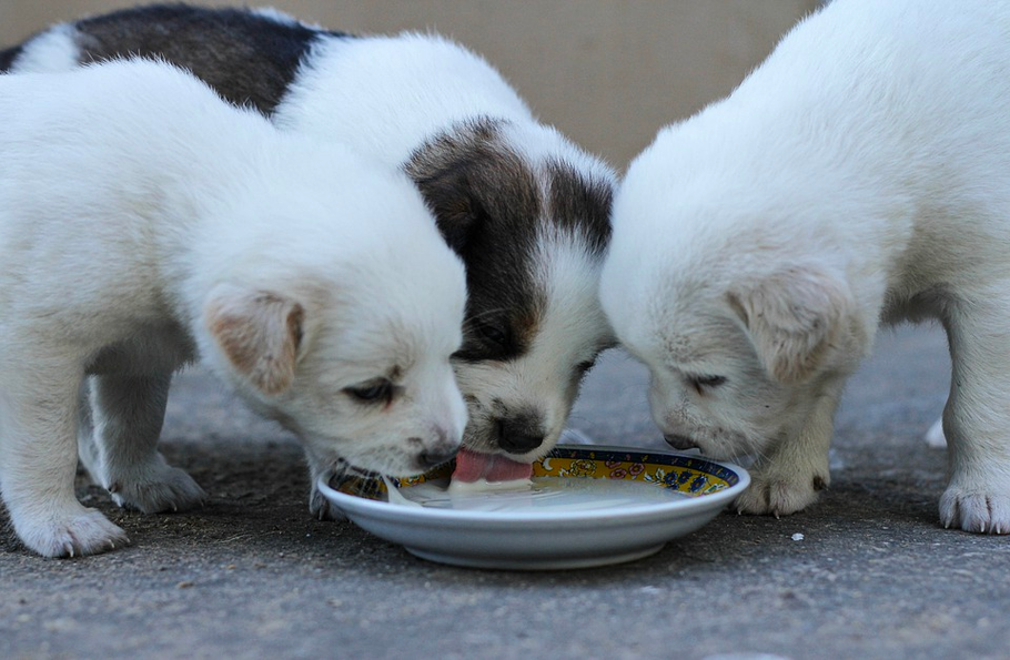 Is Goats Milk Good For Dogs? Here’s What You Need To Know