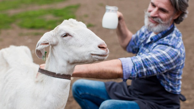 Get More Liquid Gold: What Goats Are Best For Milk?