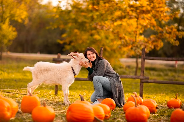 Fall Snacks For Goats: Can Goats Eat Pumpkin?