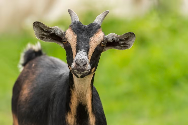 Snacks For Goats: Can Goats Eat Oranges?