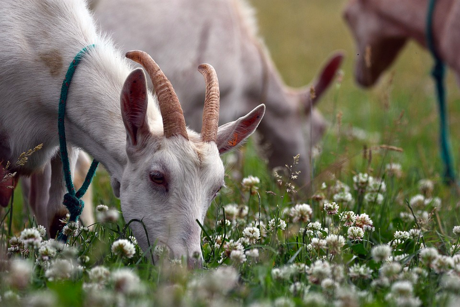 Goats or Sheep For Weed Control? Put The Mower Away!