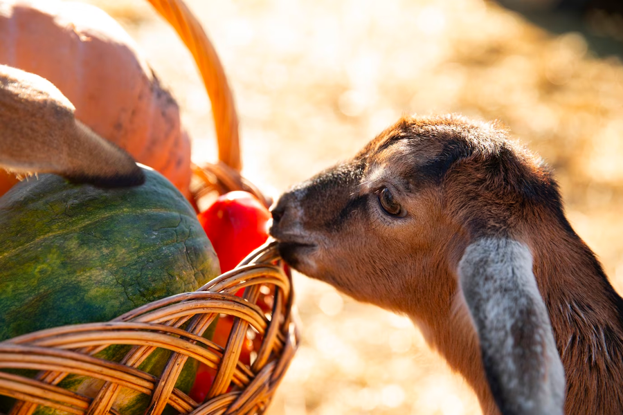 Giving Your Goat Treats– Can Goats Eat Watermelon?