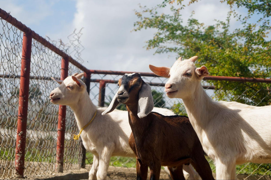 Keep Your Goats Safe! The Best Ways to Protect Your Goats From Predators