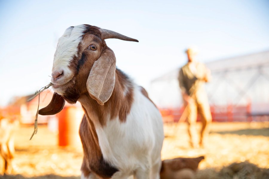 Goats Like To ‘Go Bananas’ But… Can Goats Eat Bananas?