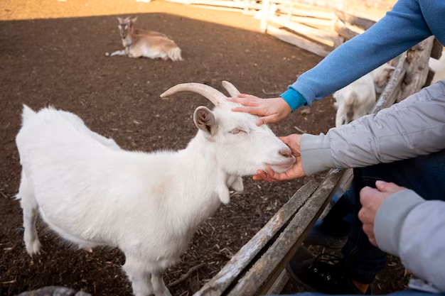 Sharing Your Snacks: Can Goats Eat Grapes?