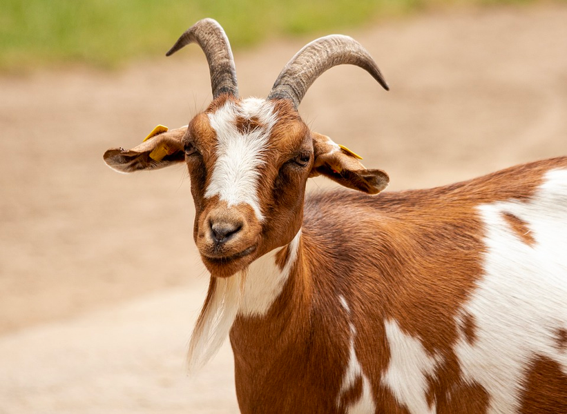 Are Goats and Sheep the Same? No, But…