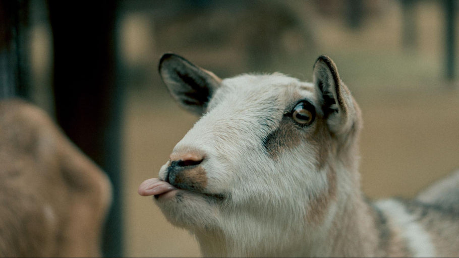 Understanding Goat Behavior: Why Do Goats Jump? Why Do Goats Headbutt? & More!
