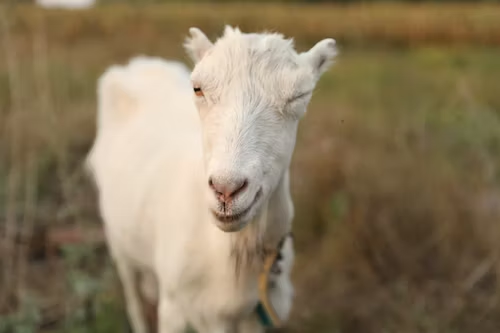 Goat to Love These Pun-tastic Names: Hilarious and Unique Goat Names to Make You Bleat with Laughter!