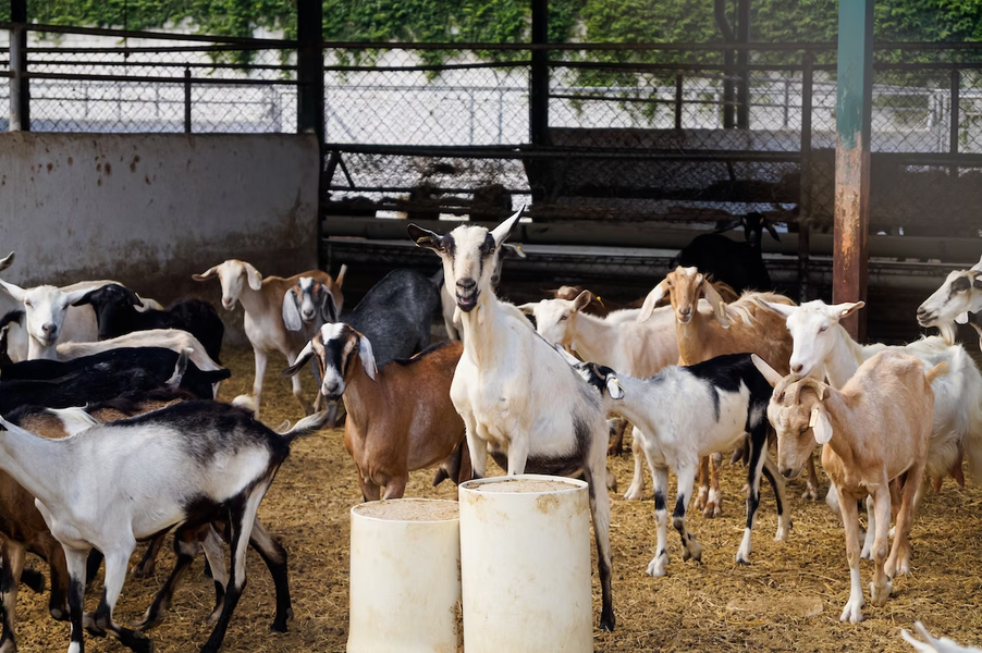 What Happens If You Don't Milk A Goat: Goats Need TLC