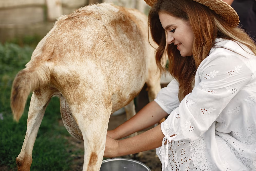 Where To Sell Goat Milk What You Need To Know About Selling Goat Milk
