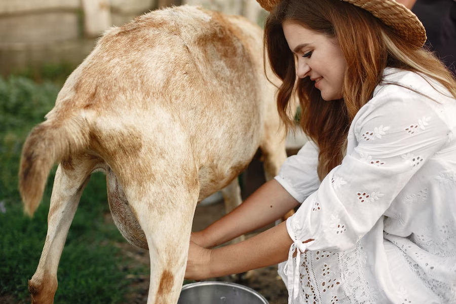 Where To Sell Goat Milk: What You Need To Know About Selling Goat Milk